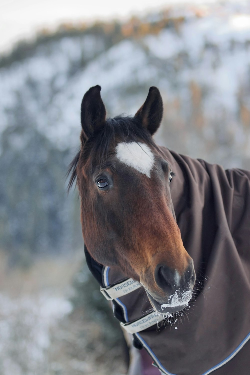 a brown horse wearing a blanket on top of it's head