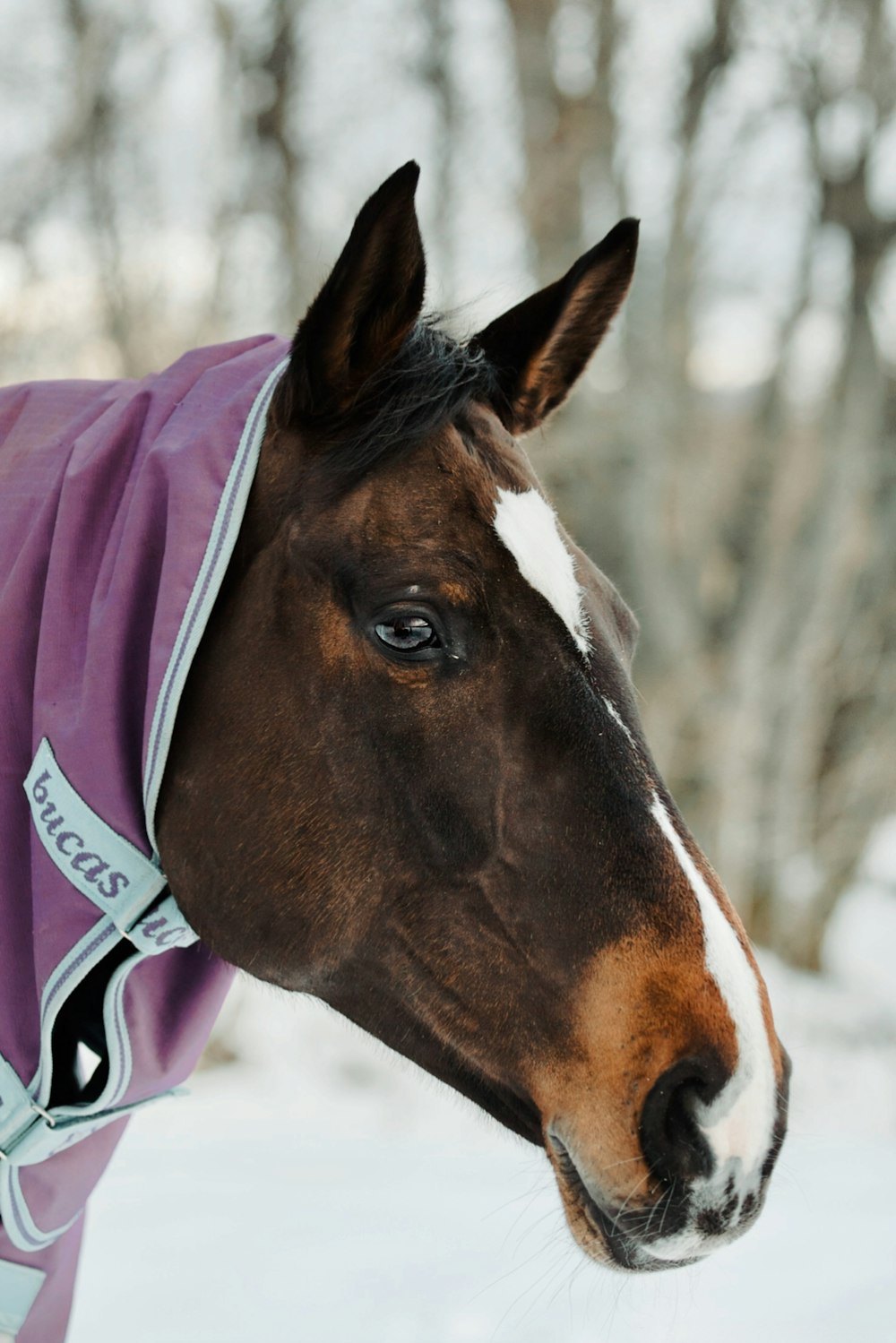 a horse wearing a blanket in the snow