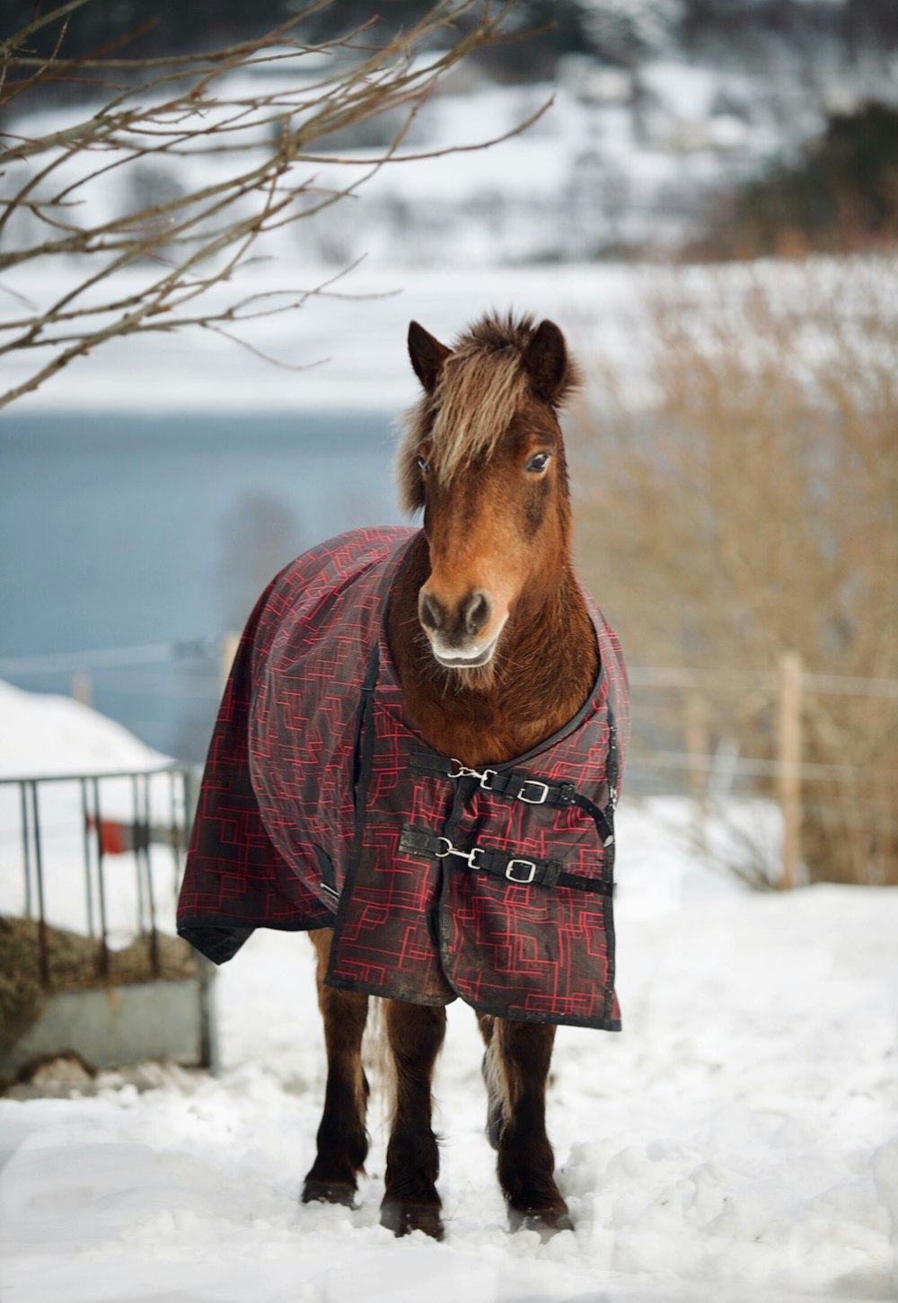 a horse wearing a blanket standing in the snow