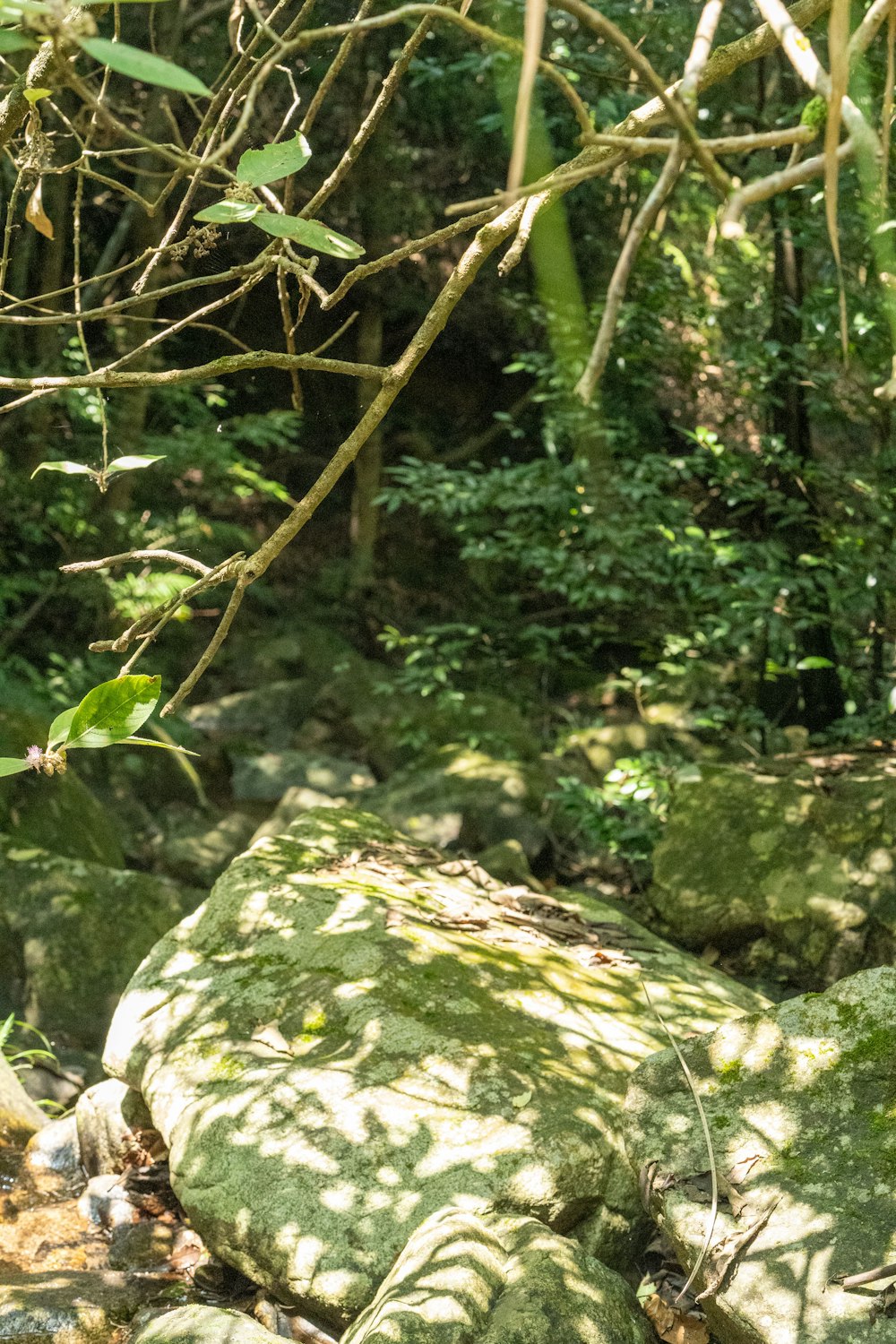 a bear that is standing on some rocks