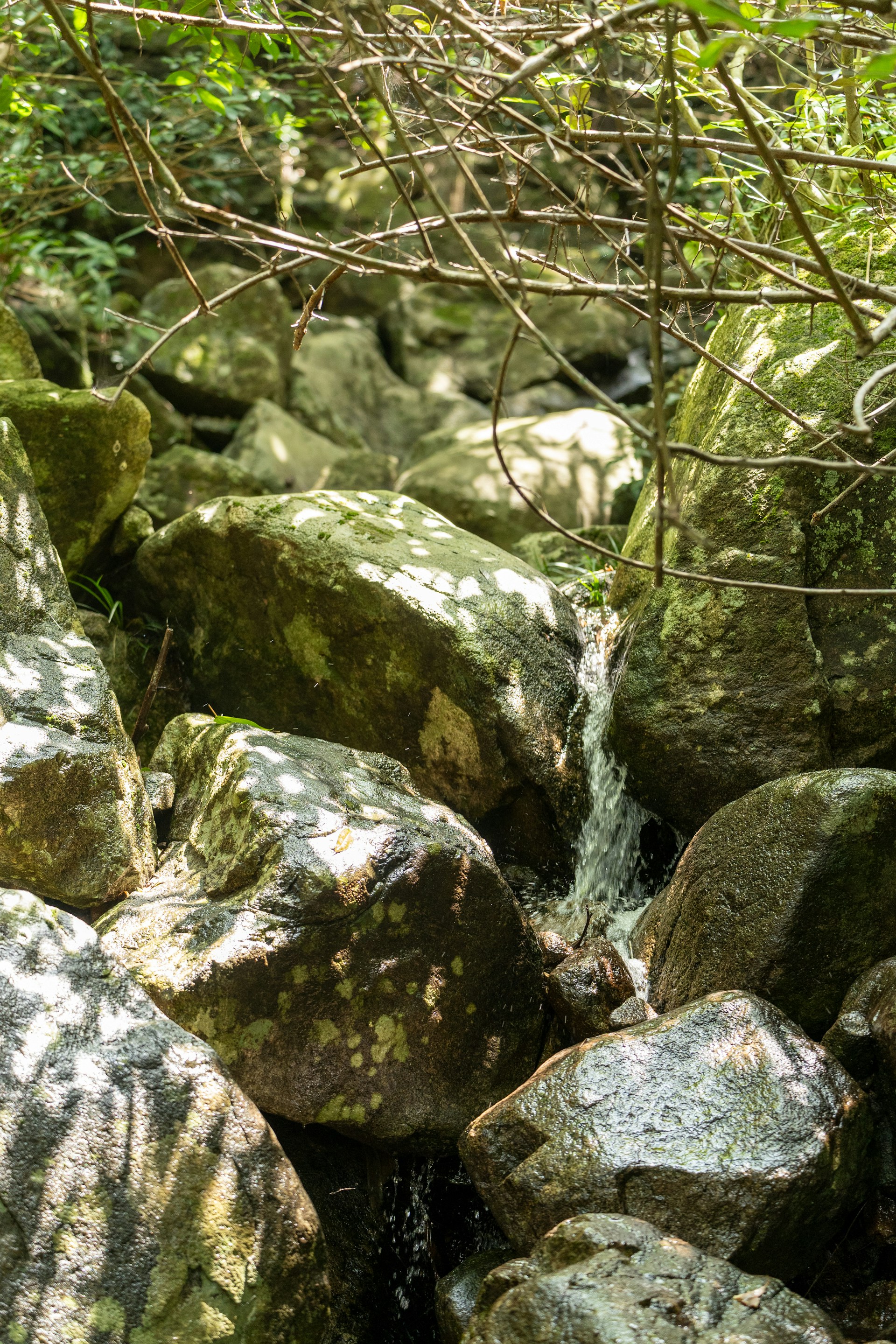 a stream of water running through a lush green forest