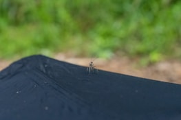A mosquito is perched on a dark, matte surface with a blurred green background typical of outdoor foliage.