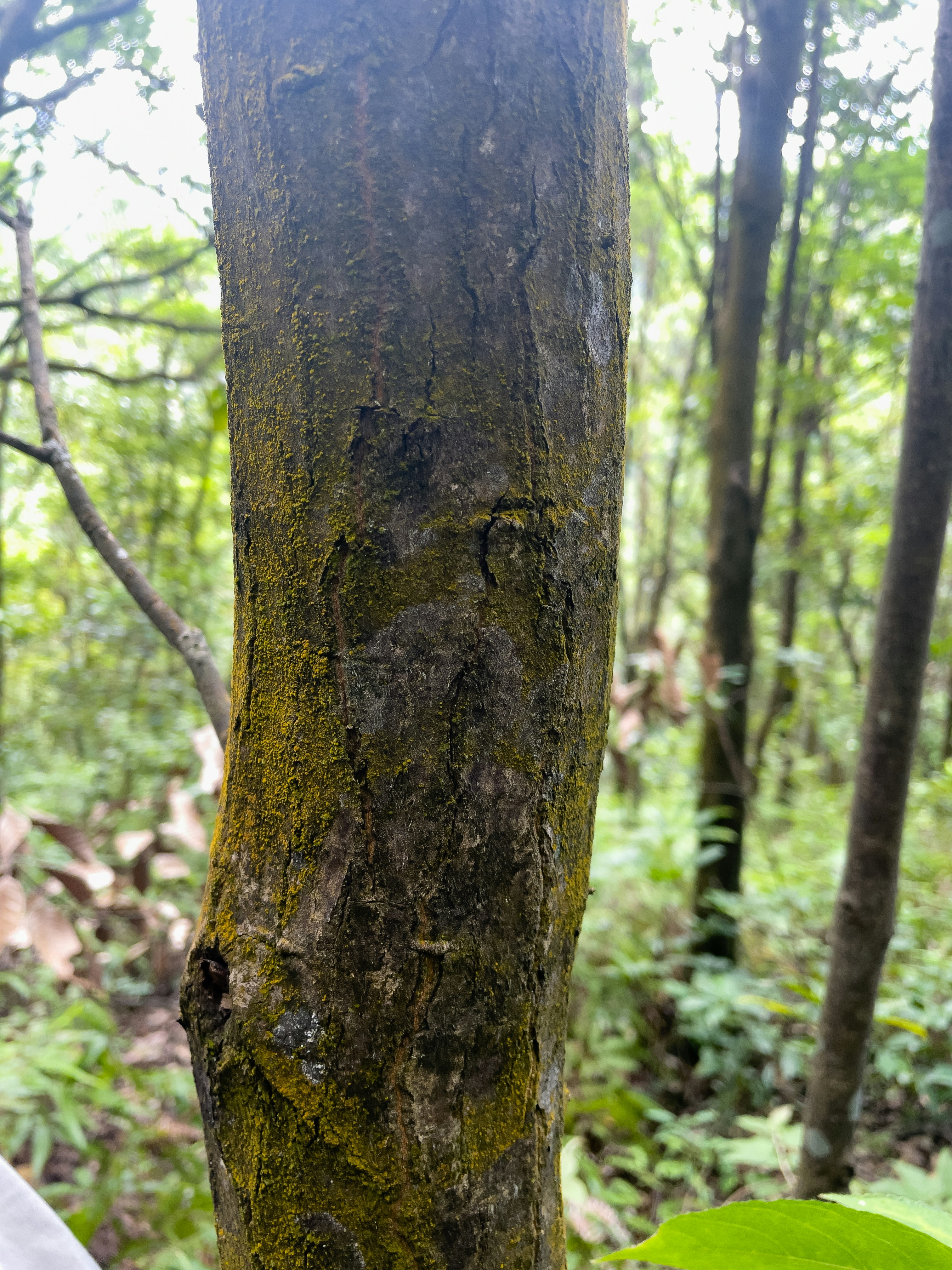 a tree trunk with moss growing on it