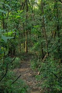 A dense forest scene with lush green foliage and tall trees creating a canopy overhead. Sunlight filters through the leaves, casting dappled shadows on a narrow dirt path that meanders into the distance. The atmosphere is tranquil and secluded, inviting exploration and adventure.