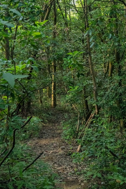 A dense forest scene with lush green foliage and tall trees creating a canopy overhead. Sunlight filters through the leaves, casting dappled shadows on a narrow dirt path that meanders into the distance. The atmosphere is tranquil and secluded, inviting exploration and adventure.