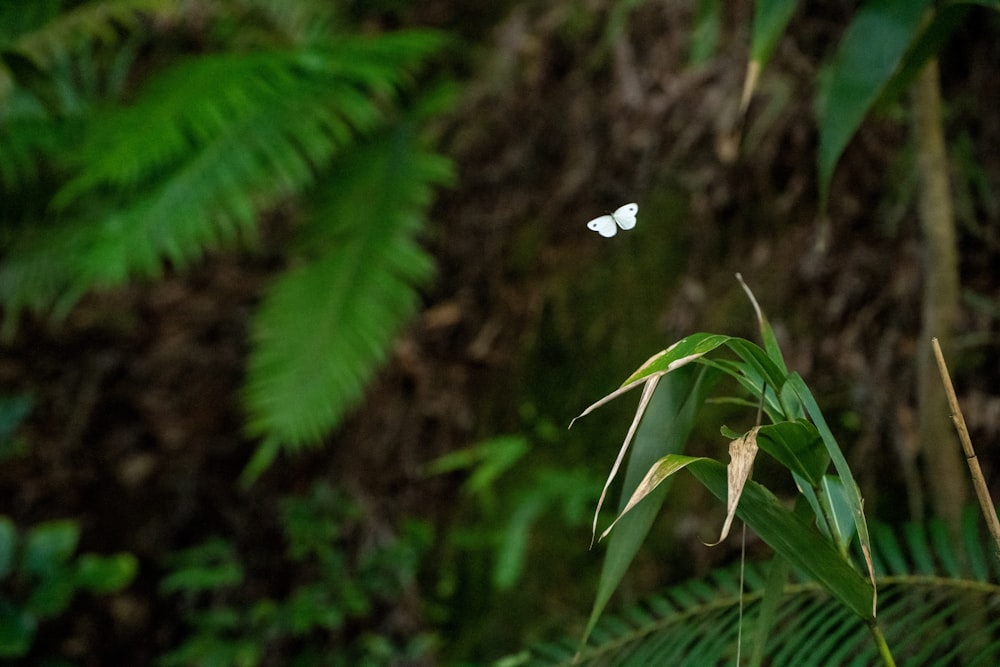 a white butterfly sitting on top of a green plant