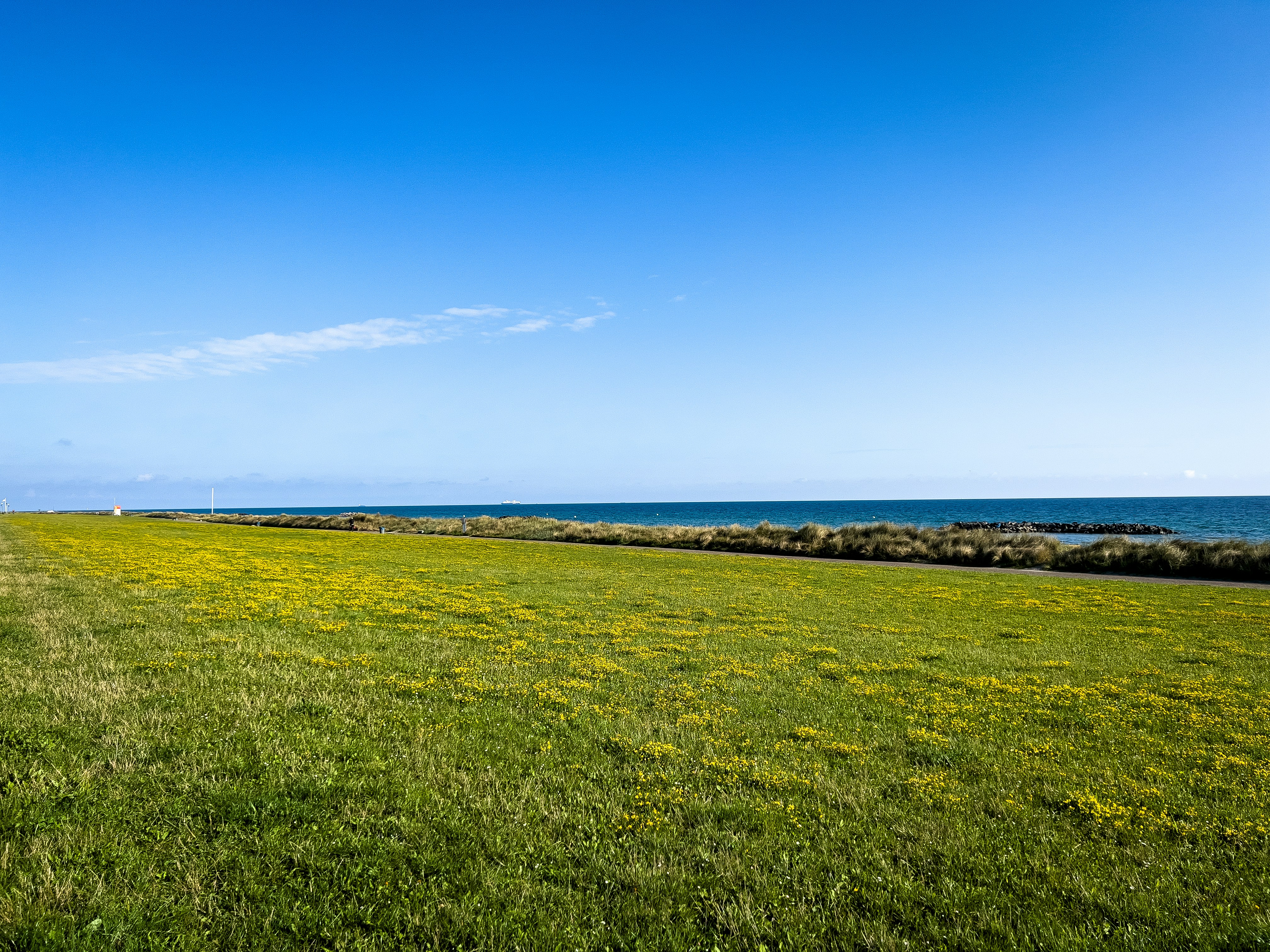 Un campo erboso vicino all'oceano sotto un cielo blu