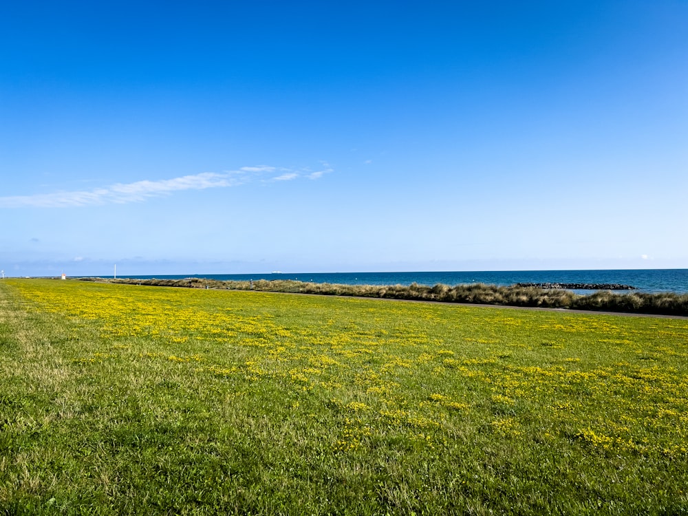 a grassy field next to the ocean under a blue sky