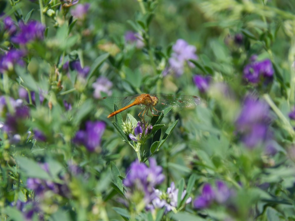 Un drago vola attraverso un campo di fiori viola