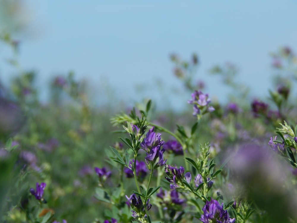 a field full of purple flowers on a sunny day