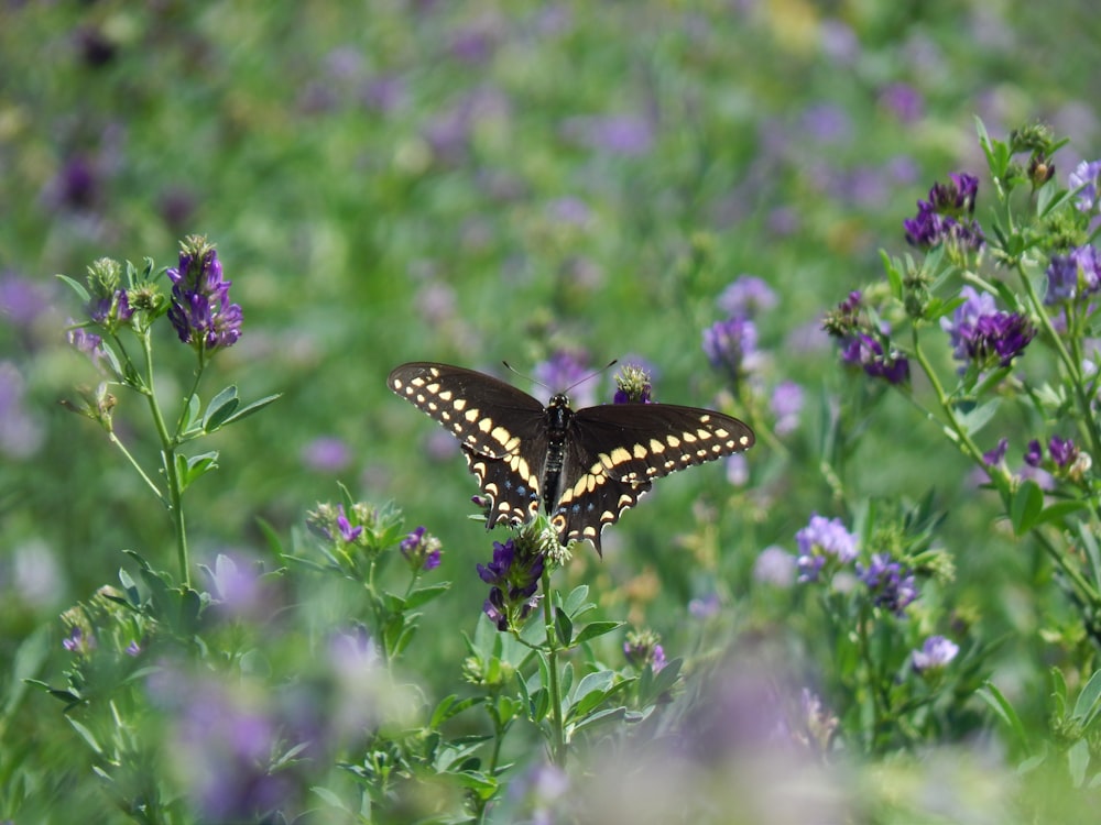 a black and yellow butterfly sitting on a purple flower