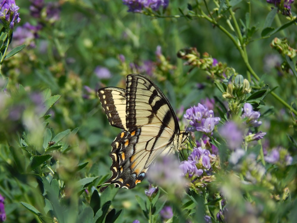 ein schmetterling, der auf einer lila blume sitzt