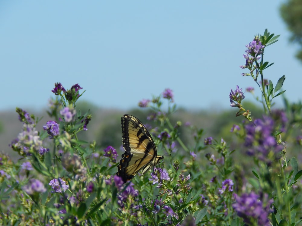 Una mariposa amarilla y negra sentada sobre una flor púrpura