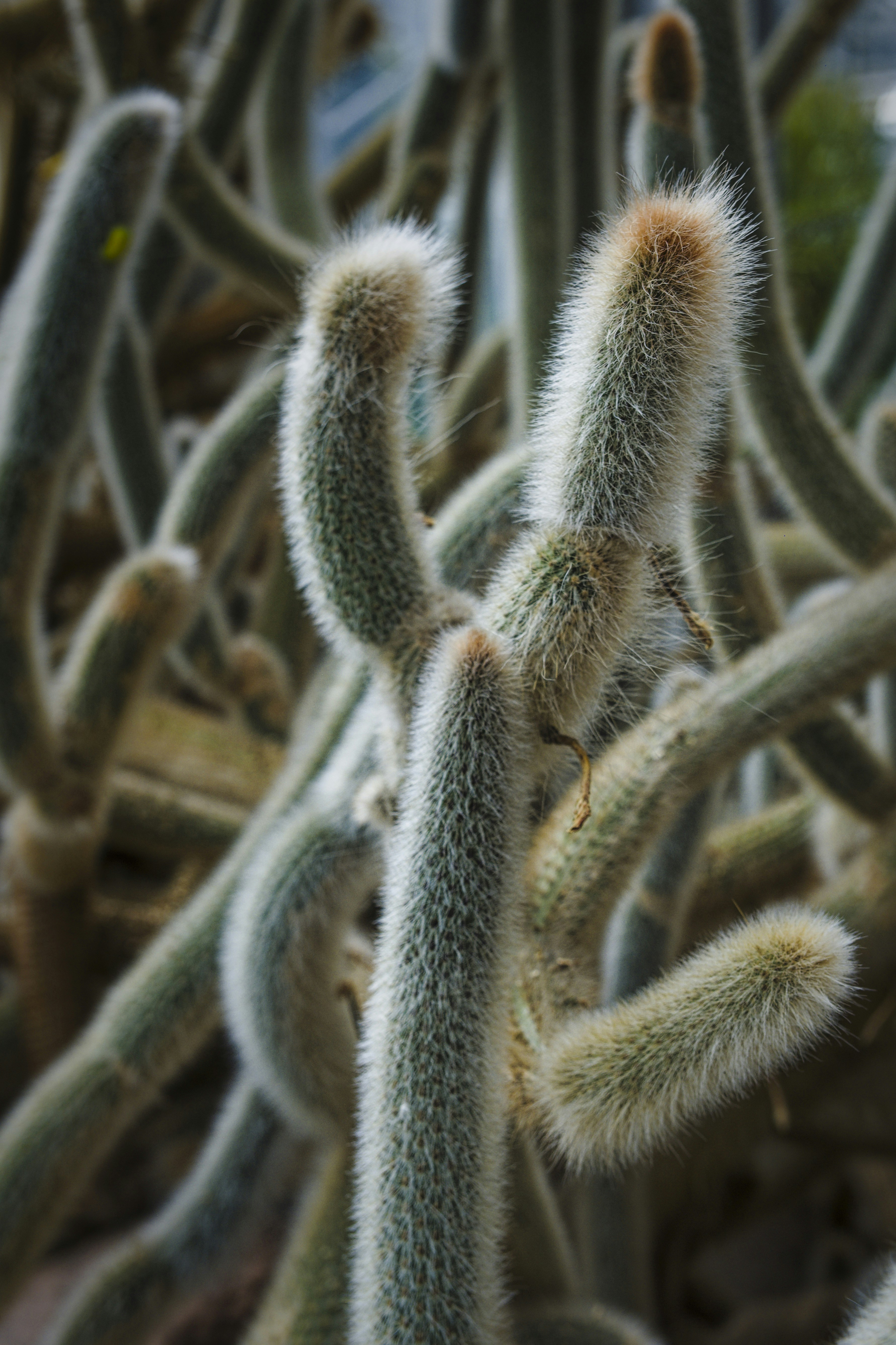 a close up of a bunch of cactus plants
