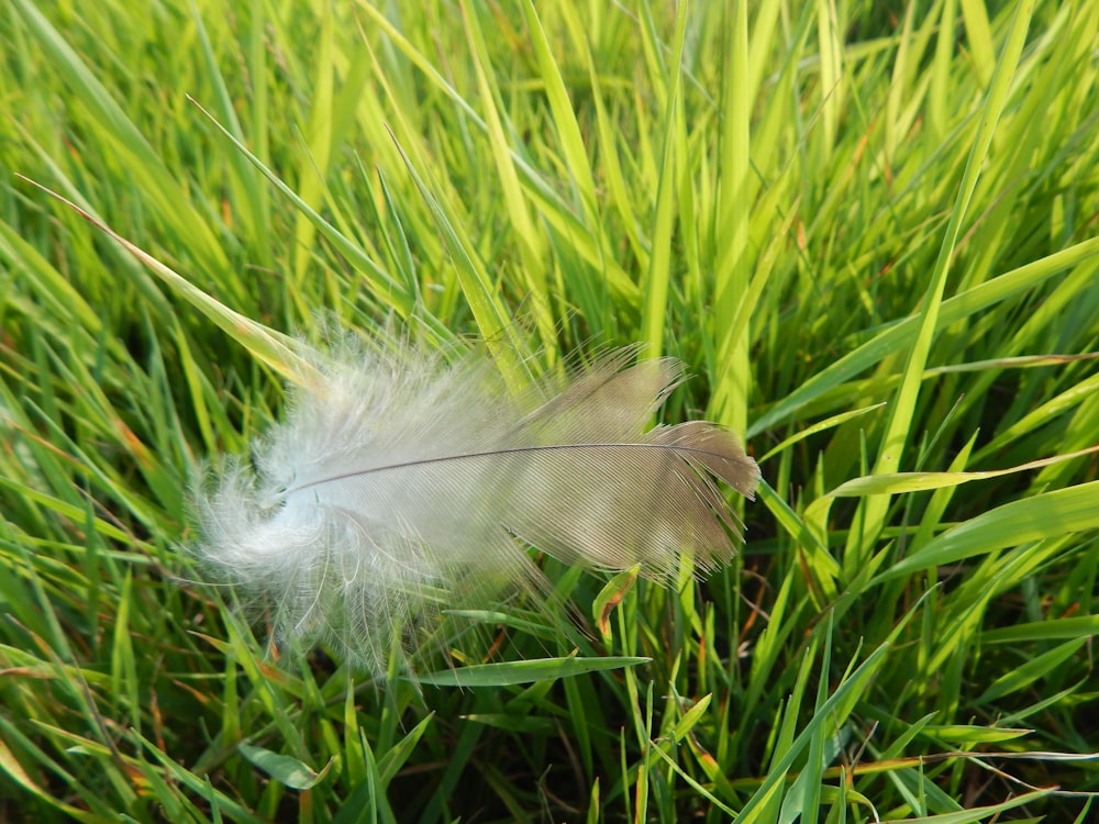 a white feather sitting on top of a lush green field