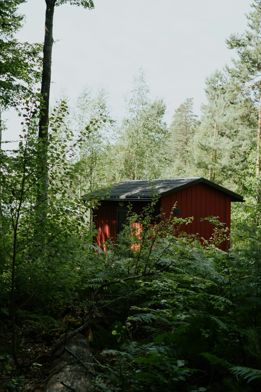 a small red building in the middle of a forest