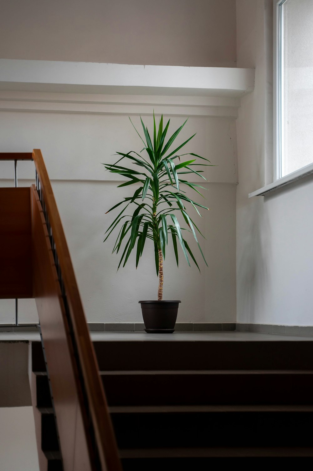 a potted plant sitting on top of a set of stairs