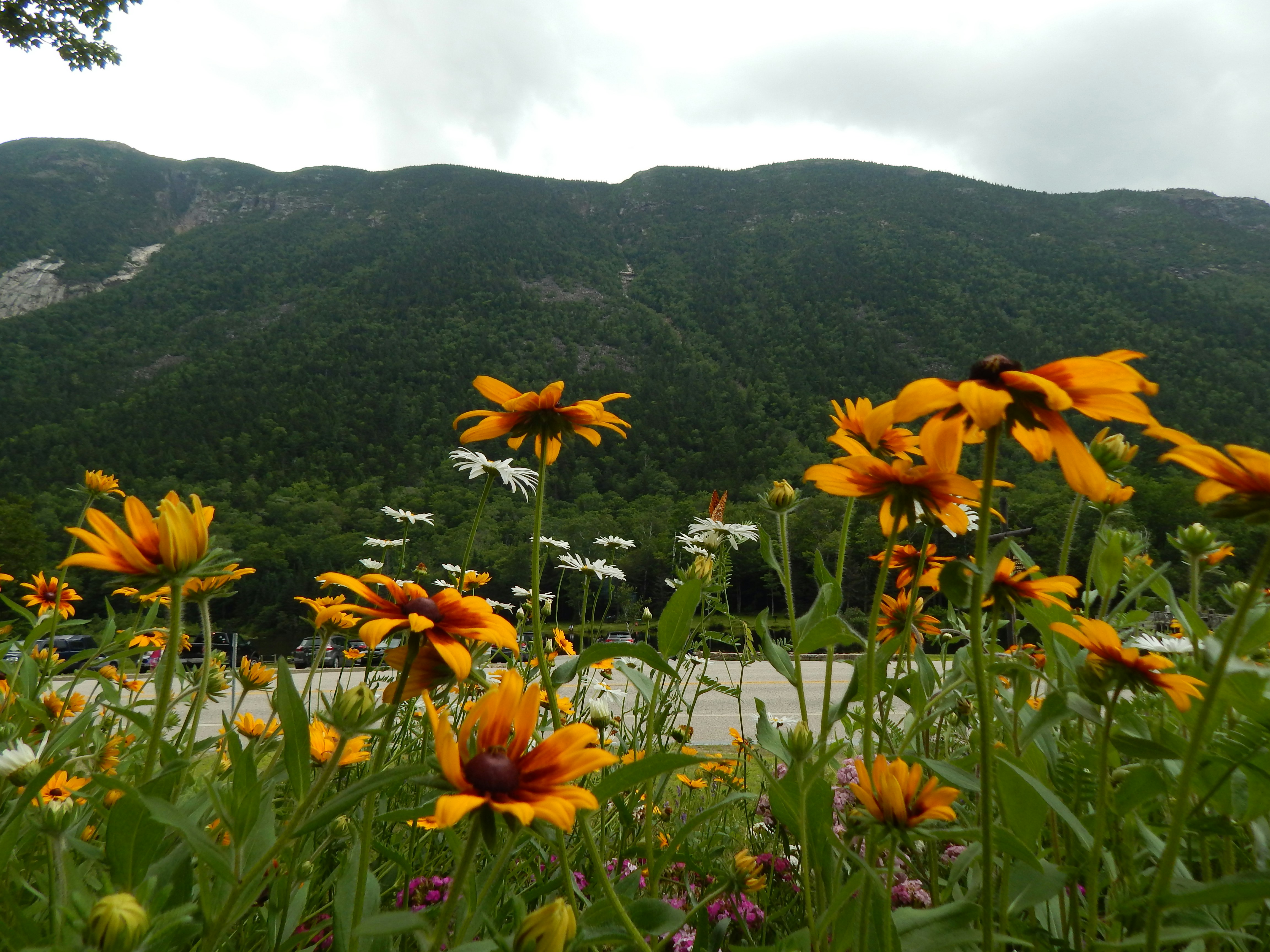 A field of yellow flowers with a mountain in the background photo