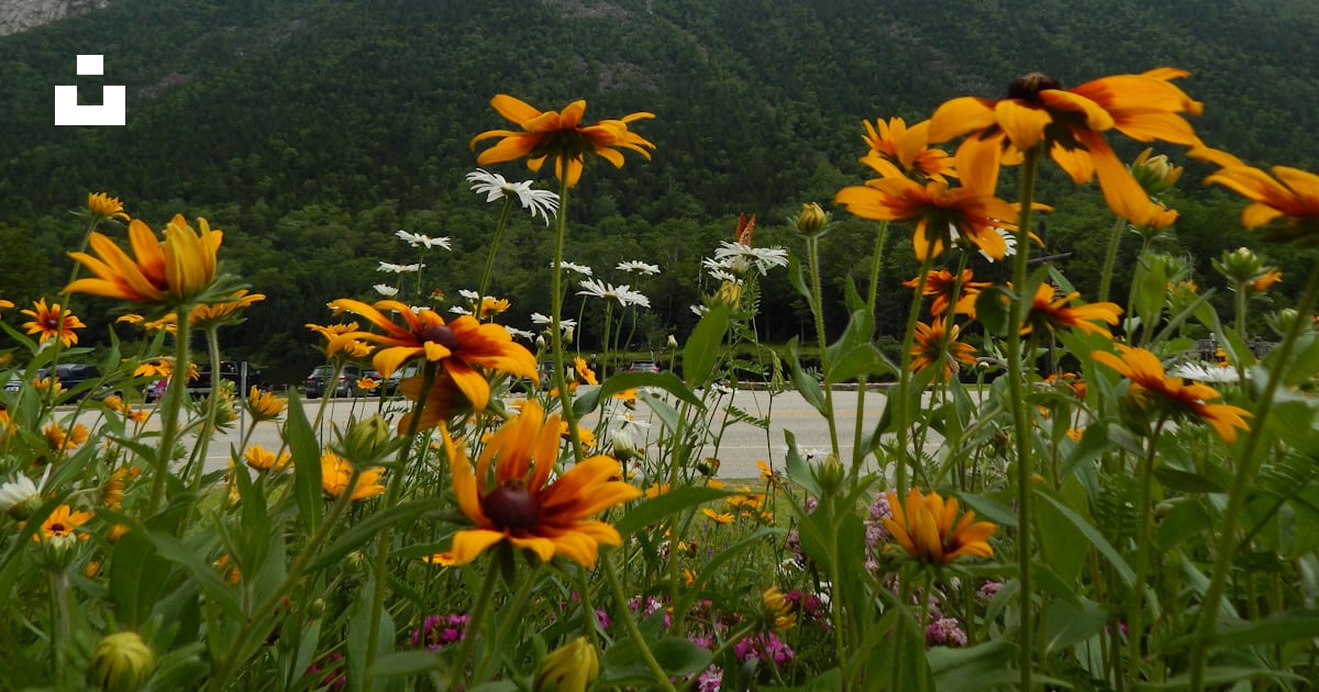 A field of yellow flowers with a mountain in the background photo
