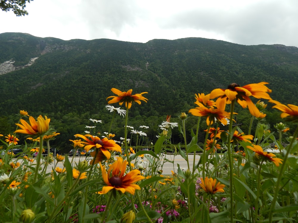 a field of yellow flowers with a mountain in the background