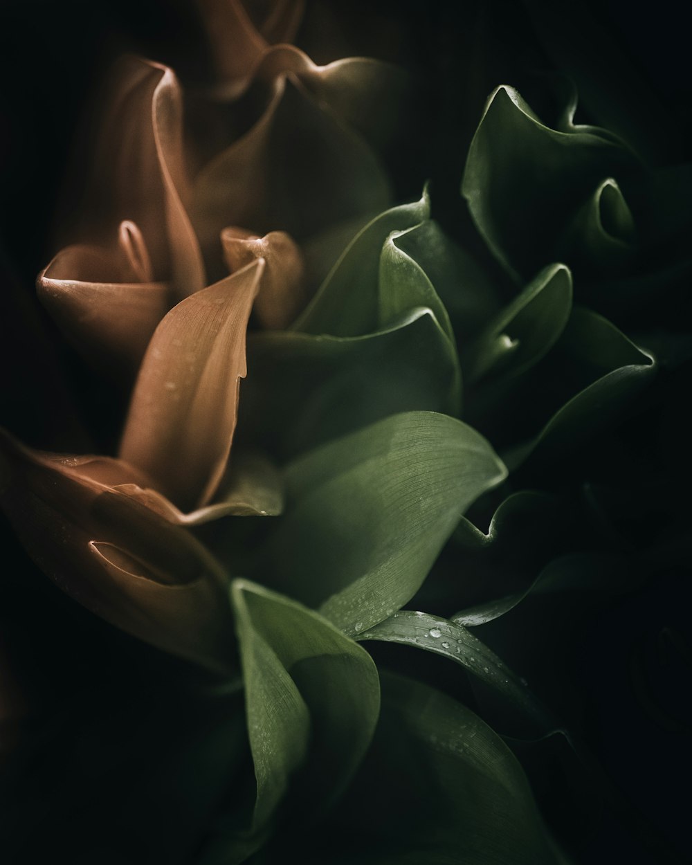 a close up of a flower on a black background