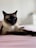 A Siamese cat is lying down on a pink surface, with its front legs stretched out. The cat's fur is a mix of cream and dark brown, with striking blue eyes. The background is softly blurred, focusing attention on the relaxed feline.