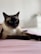 A Siamese cat is lying down on a pink surface, with its front legs stretched out. The cat's fur is a mix of cream and dark brown, with striking blue eyes. The background is softly blurred, focusing attention on the relaxed feline.