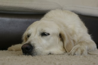 A light-colored dog is peacefully sleeping on a soft carpet with its eyes closed. The dog's fur is fluffy and well-groomed, and it appears to be resting comfortably indoors. In the background, part of a sofa or couch is visible.
