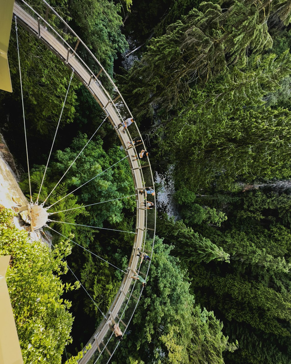 a ferris wheel in the middle of a forest