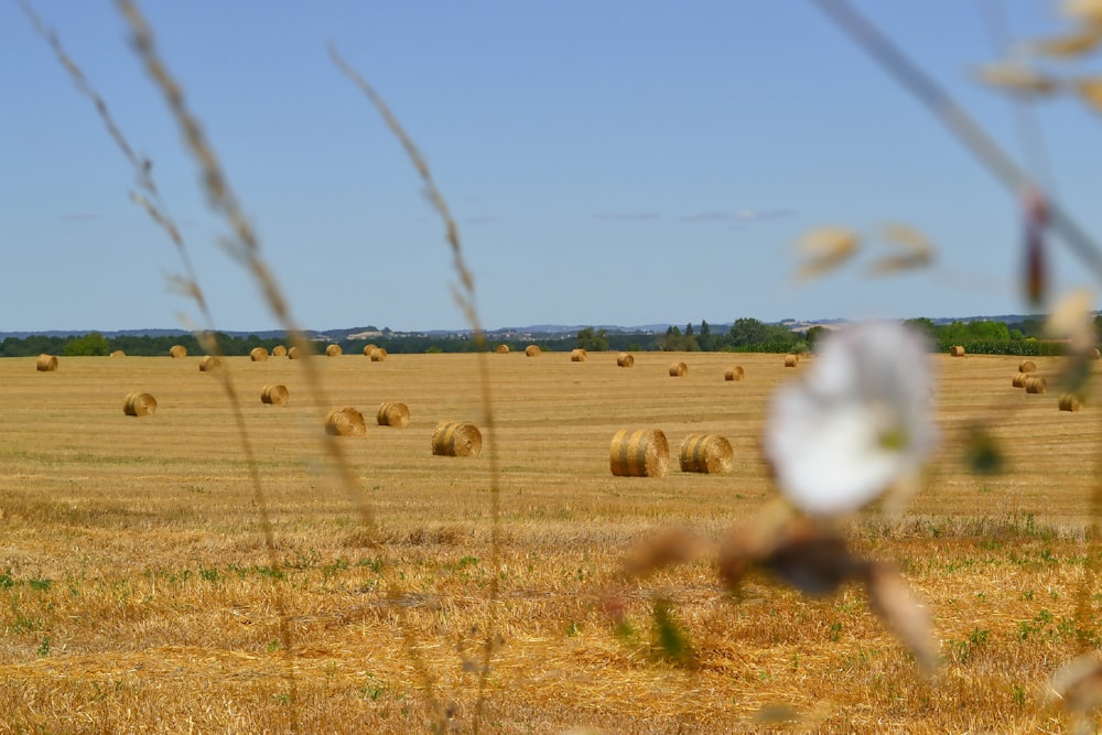 a field full of hay bales with a sky background