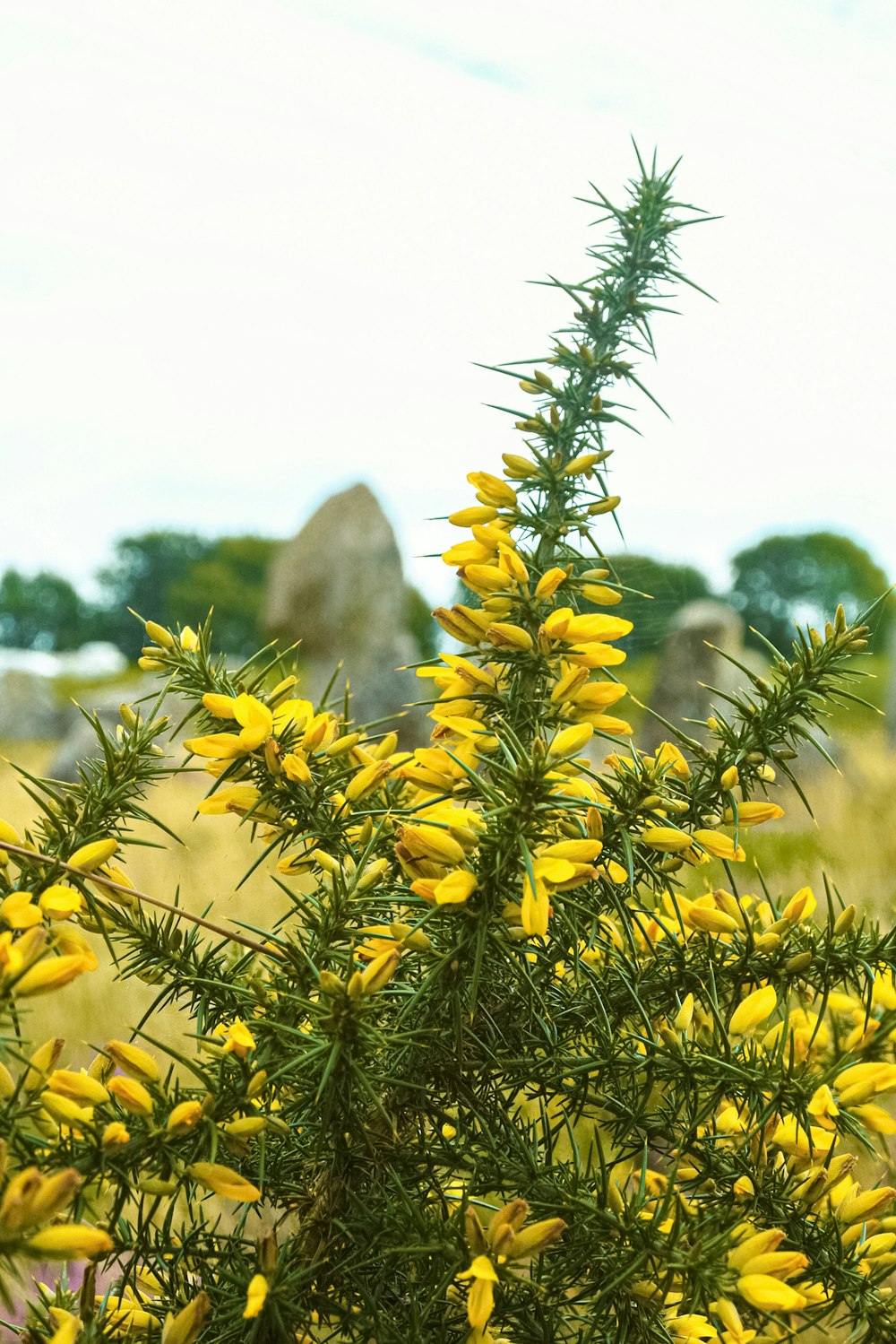 a plant with yellow flowers in a field