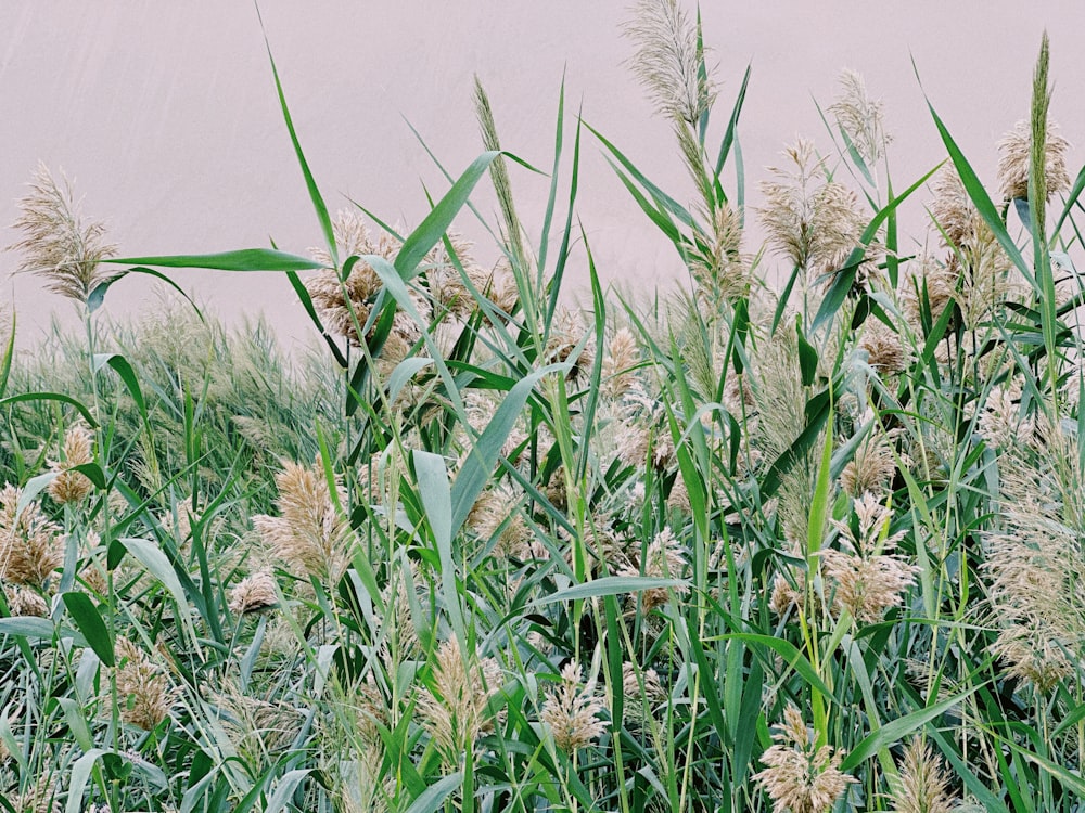 a field of tall green grass next to a wall