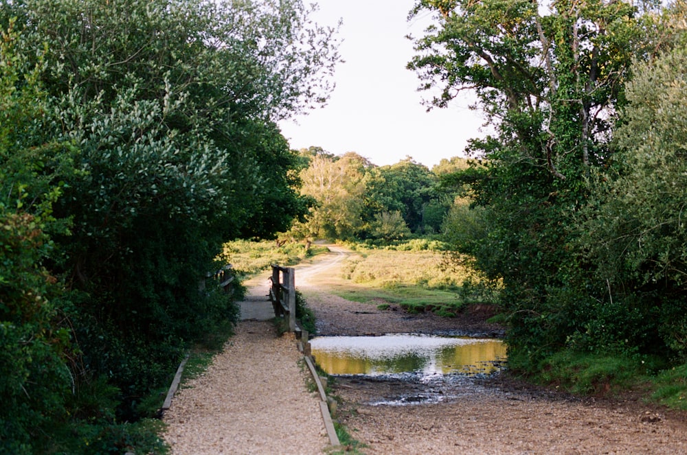 a path leading to a small pond in the middle of a forest
