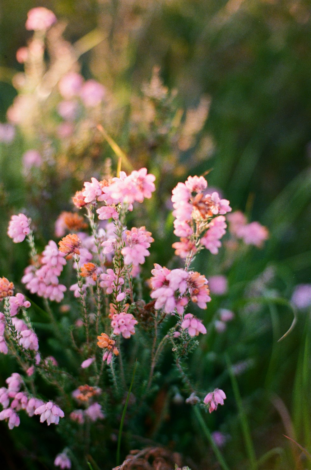 a bunch of flowers that are in the grass