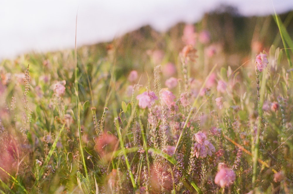 a field full of pink flowers and green grass
