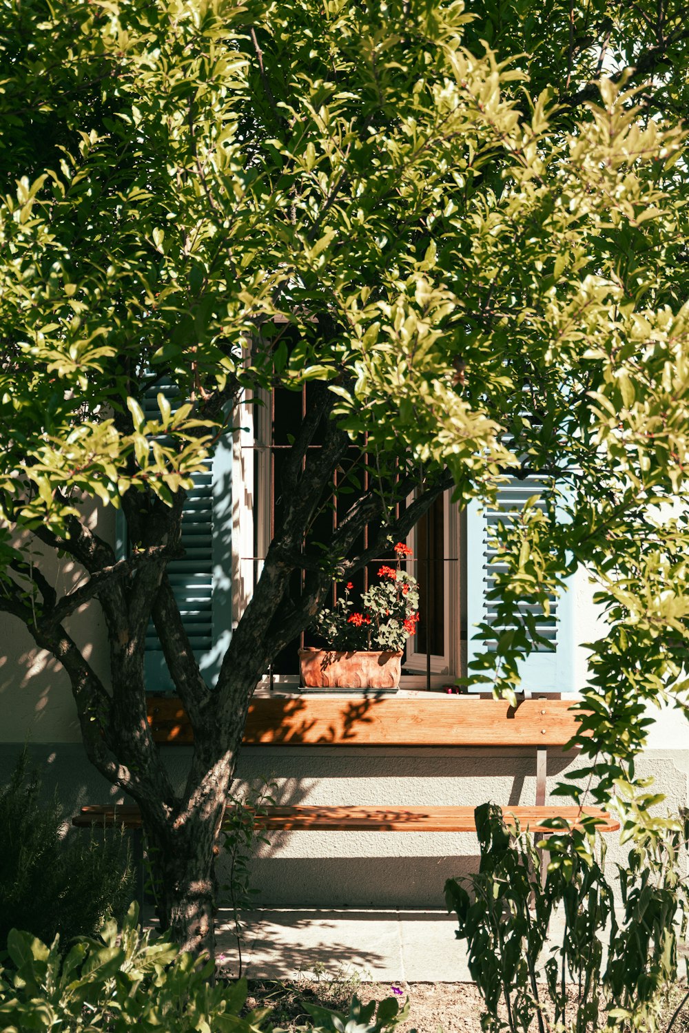 a wooden bench sitting under a tree next to a window