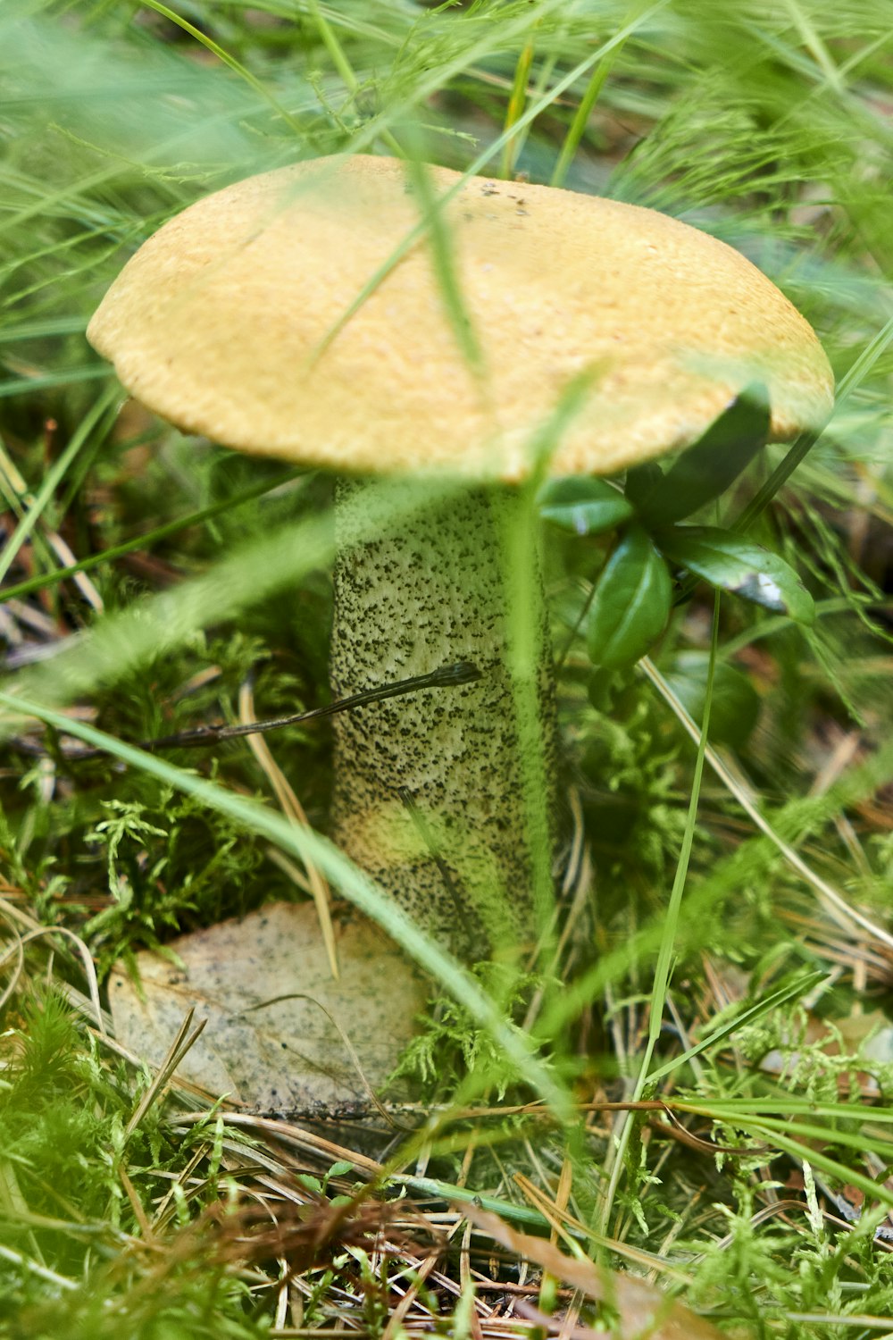 ein kleiner gelber Pilz, der im Gras sitzt