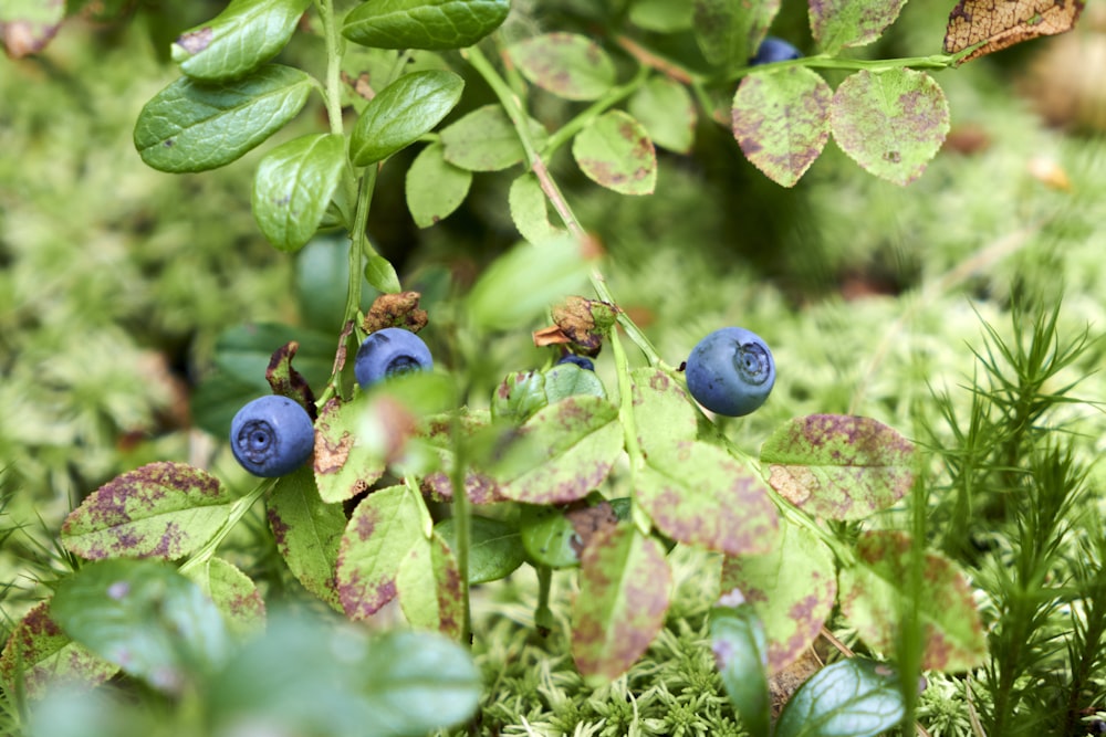a bush with blue berries on it and green leaves