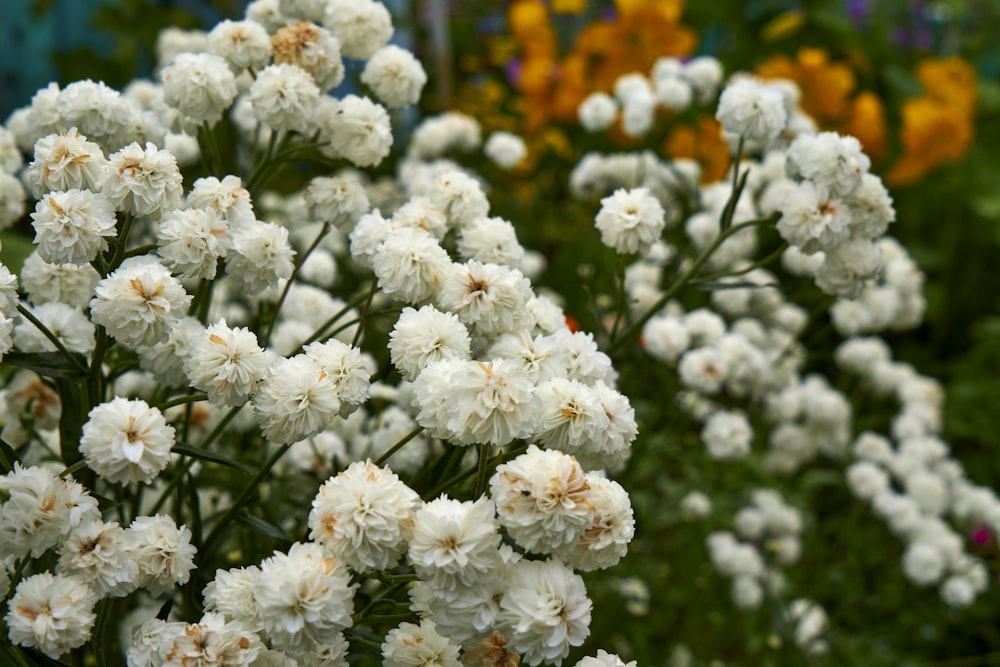 a bunch of white flowers in a garden