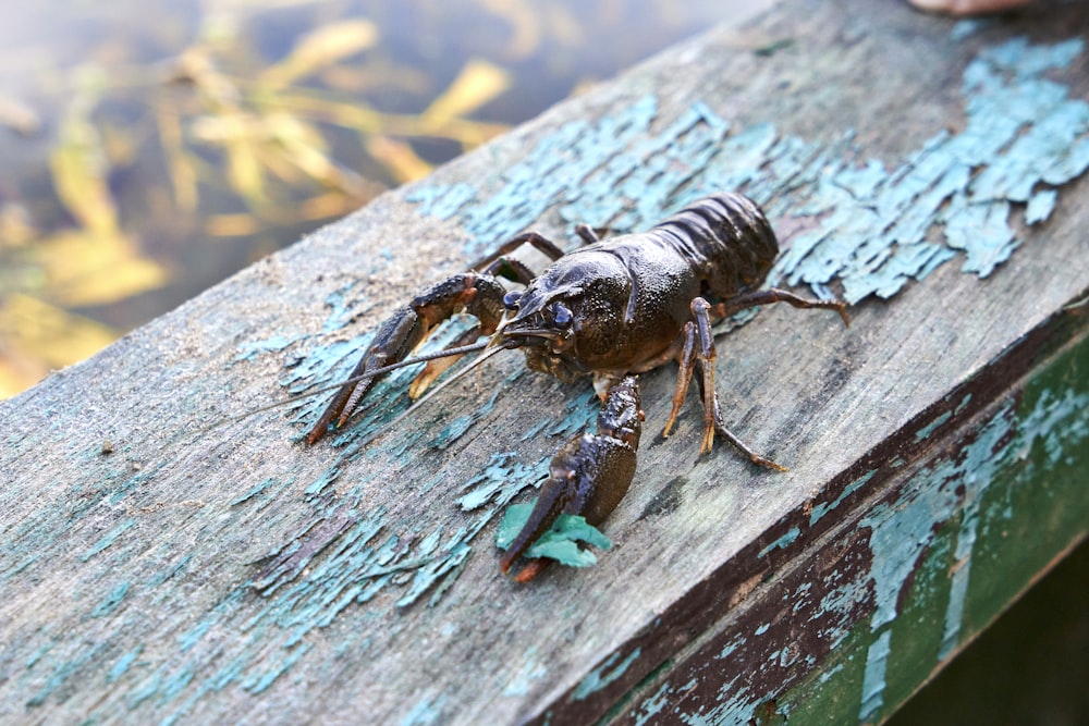 a close up of a lobster on a wooden surface