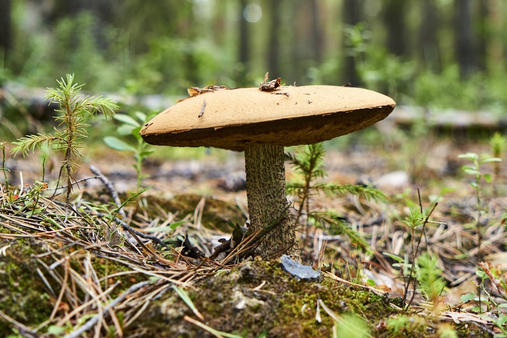 a mushroom sitting on the ground in a forest