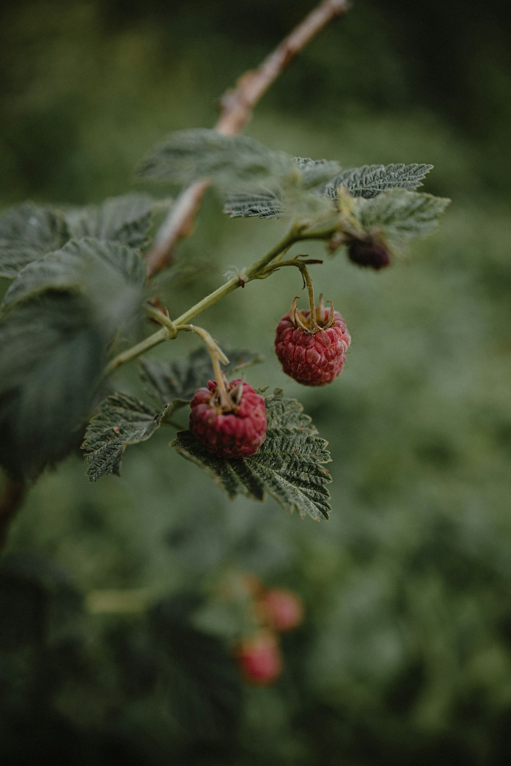 a close up of a plant with berries on it