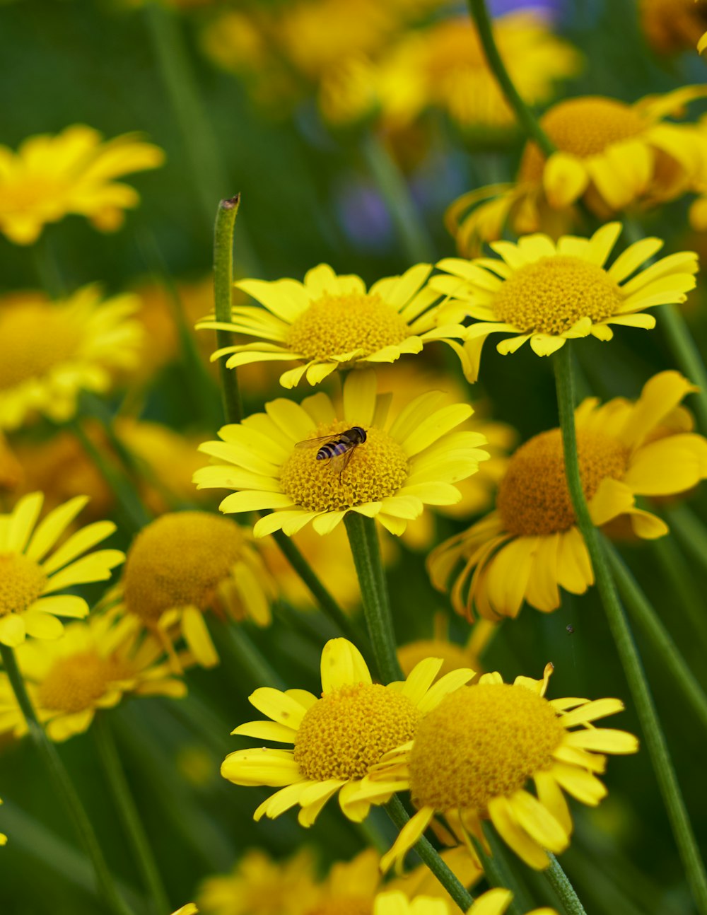 a bee is sitting on a yellow flower