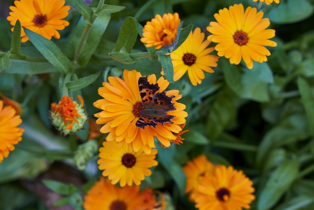 a close up of a bunch of yellow flowers