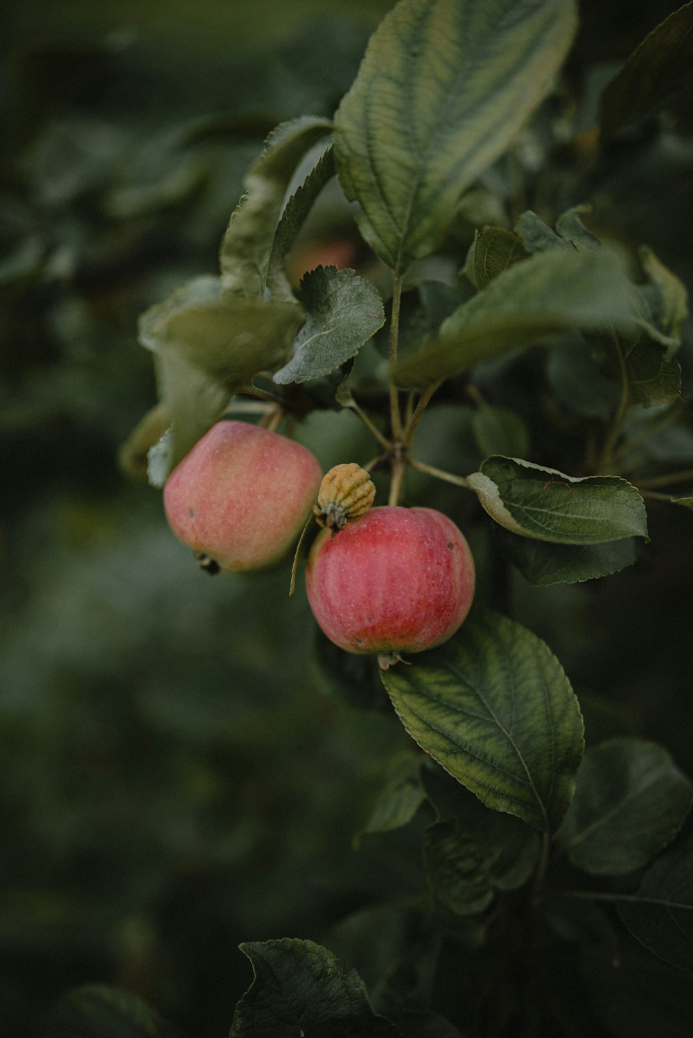 a couple of apples that are on a tree