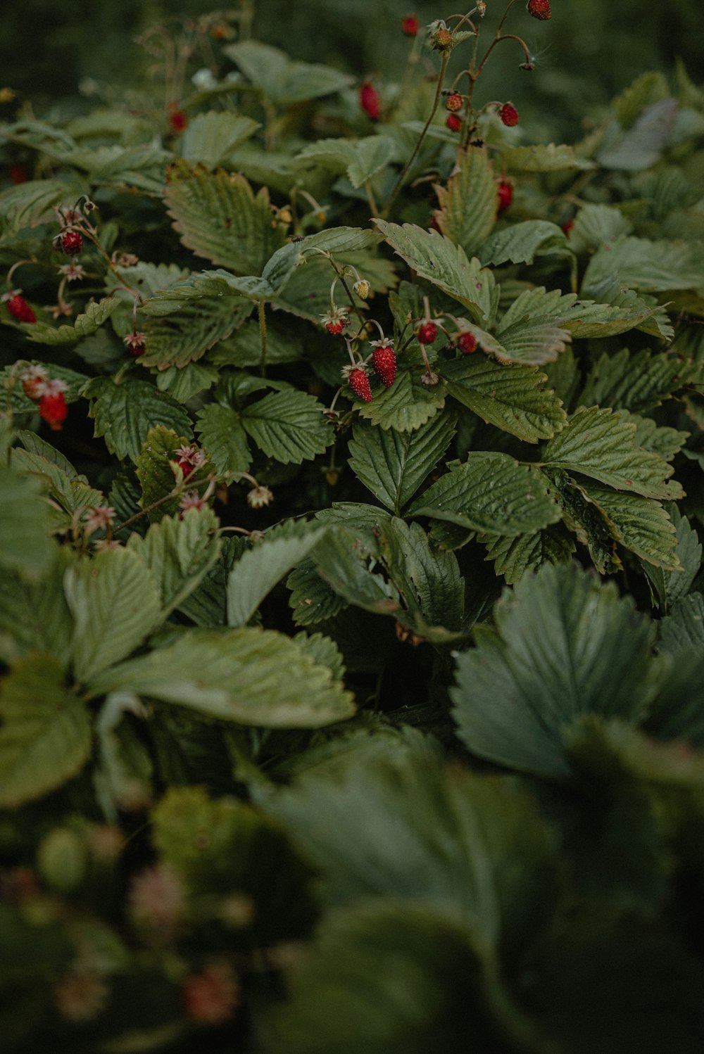 a bush with red berries and green leaves