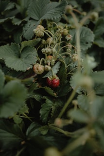 A cluster of strawberries is nestled among large, dark green leaves. One bright red strawberry stands out, surrounded by several smaller unripe strawberries. The scene is lush and natural, with a slightly dew-kissed appearance.