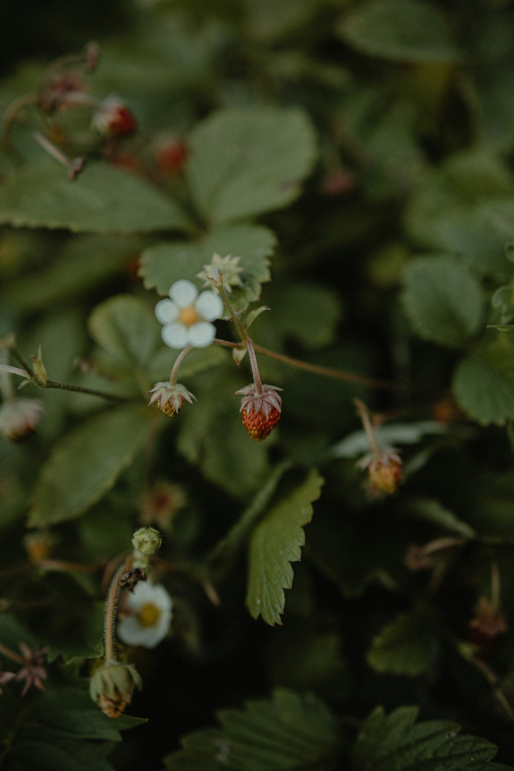 a close up of a plant with small white flowers