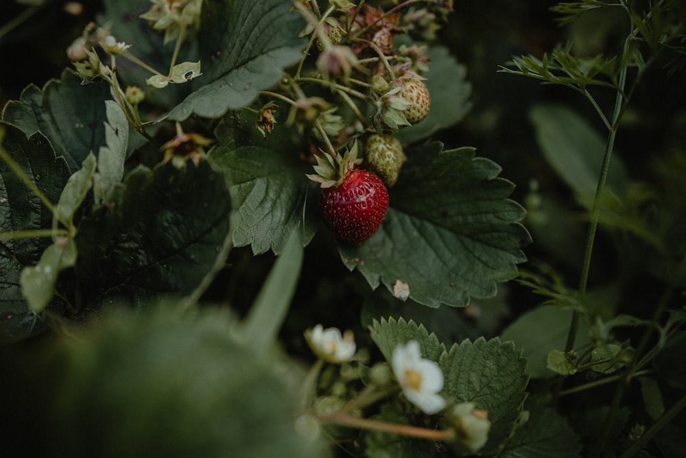 a close up of a strawberry on a plant