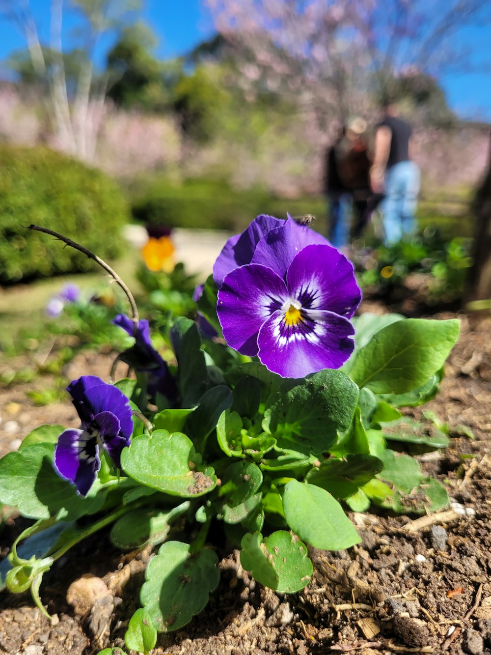 a purple flower is growing in the dirt